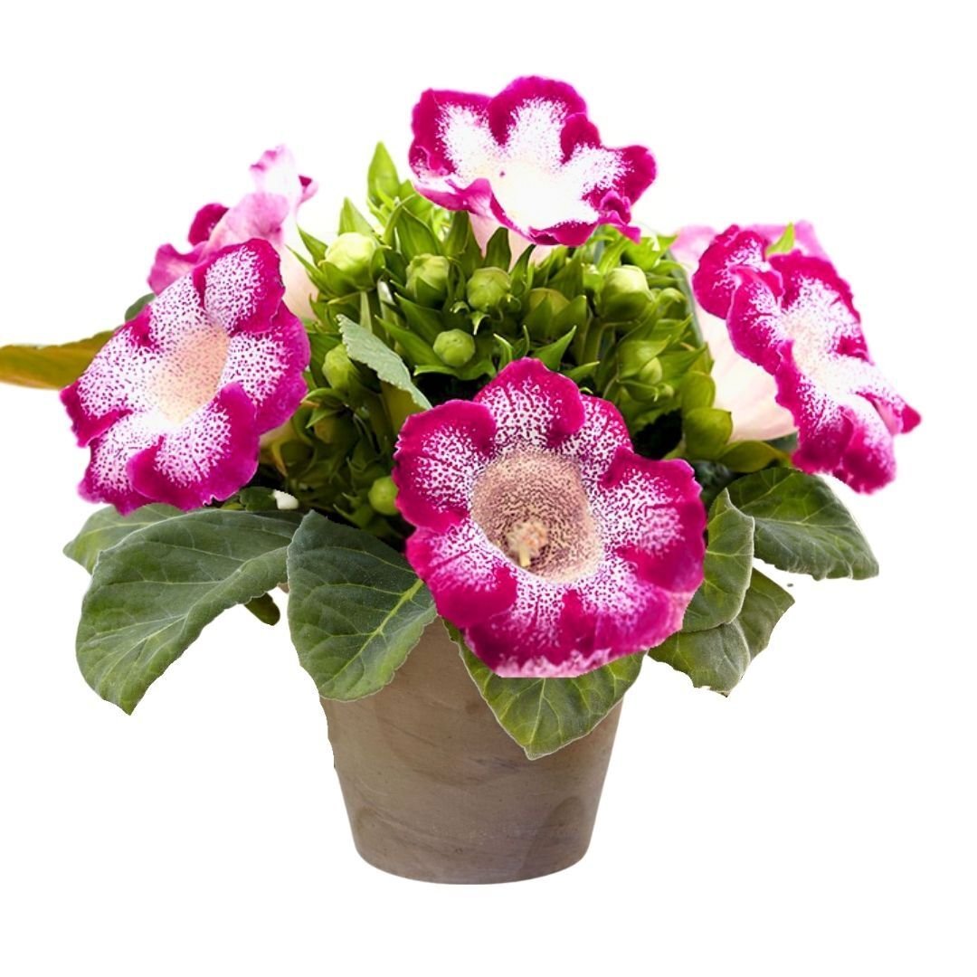 Gloxinia Bardak Menekşesi Yumrusu – Tıgrına Rood - Pembe Ebruli