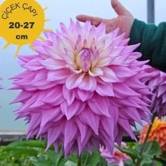 Sir Alf.Ramsey Dev Dahlia Yıldız Çiçeği Kök - Dalya - Patates Çiçeği  - Mor