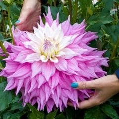 Sir Alf.Ramsey Dev Dahlia Yıldız Çiçeği Kök - Dalya - Patates Çiçeği  - Mor