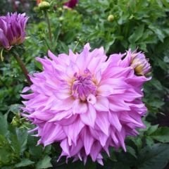 Sir Alf.Ramsey Dev Dahlia Yıldız Çiçeği Kök - Dalya - Patates Çiçeği  - Mor