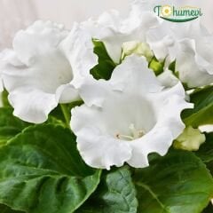 Gloxinia Bardak Menekşesi Yumrusu – Mont Blanc - Beyaz