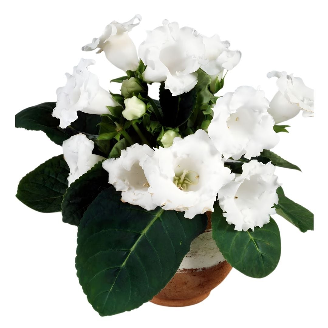 Gloxinia Bardak Menekşesi Yumrusu – Mont Blanc - Beyaz