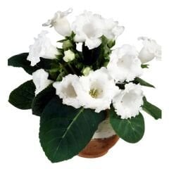 Gloxinia Bardak Menekşesi Yumrusu – Mont Blanc - Beyaz