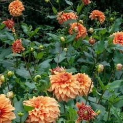 Hercules Dev Dahlia Yıldız Çiçeği Kök - Dalya - Patates Çiçeği  - Turuncu