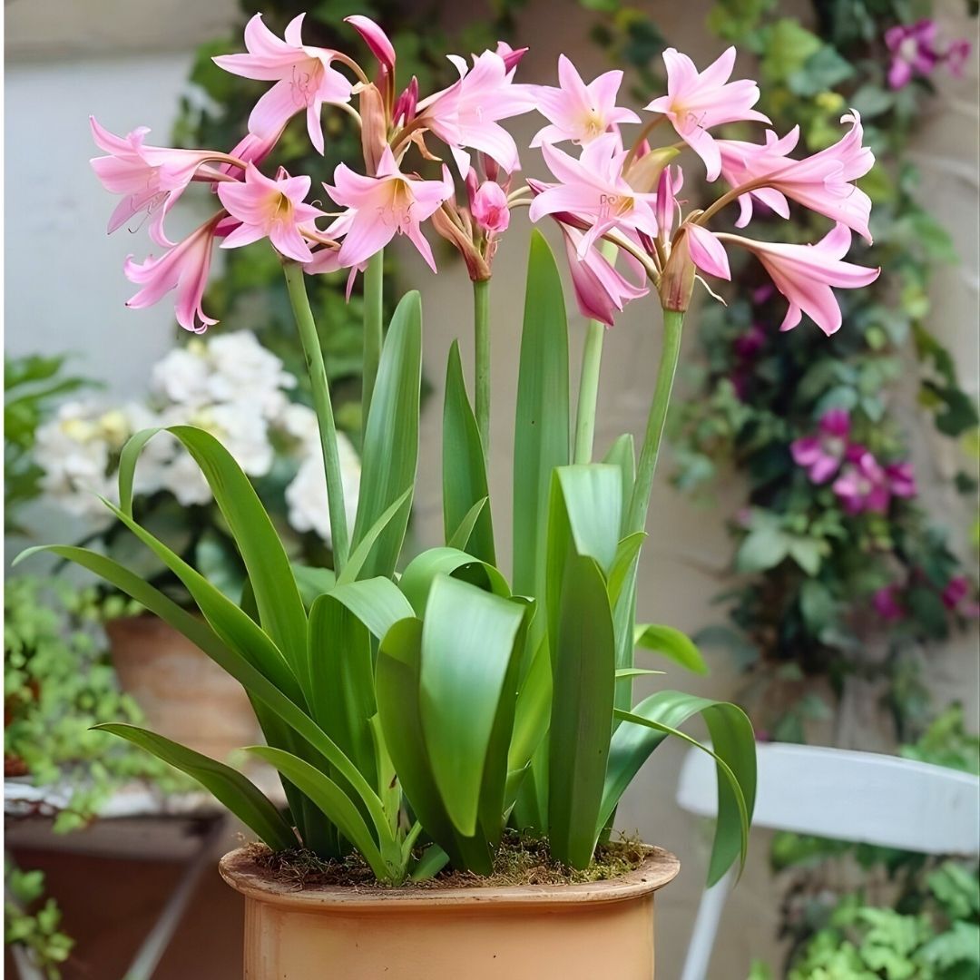 Crinum Powellii Rosea Soğanı - Krinum Dev Zambak - Pembe