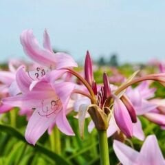 Crinum Powellii Rosea Soğanı - Krinum Dev Zambak - Pembe
