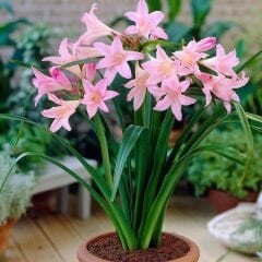Crinum Powellii Rosea Soğanı - Krinum Dev Zambak - Pembe