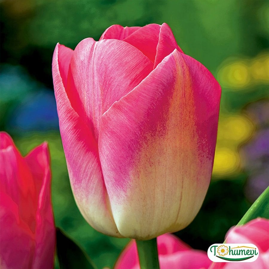 Tom Pouce Lale Soğanı – Tulipa