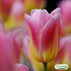 Tom Pouce Lale Soğanı – Tulipa