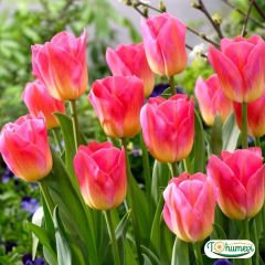 Tom Pouce Lale Soğanı – Tulipa