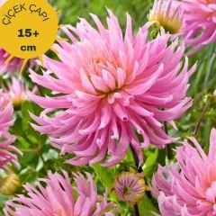 Hollyhill Cotton Candy Dev Dahlia Yıldız Çiçeği Kök - Dalya - Patates Çiçeği  - Turuncu(Kopya)