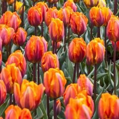Prenses İrene Triumph Lale Soğanı Turuncu Ebruli – Tulipa
