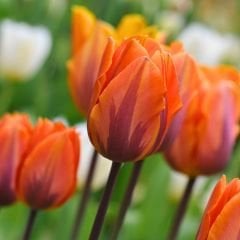 Prenses İrene Triumph Lale Soğanı Turuncu Ebruli – Tulipa