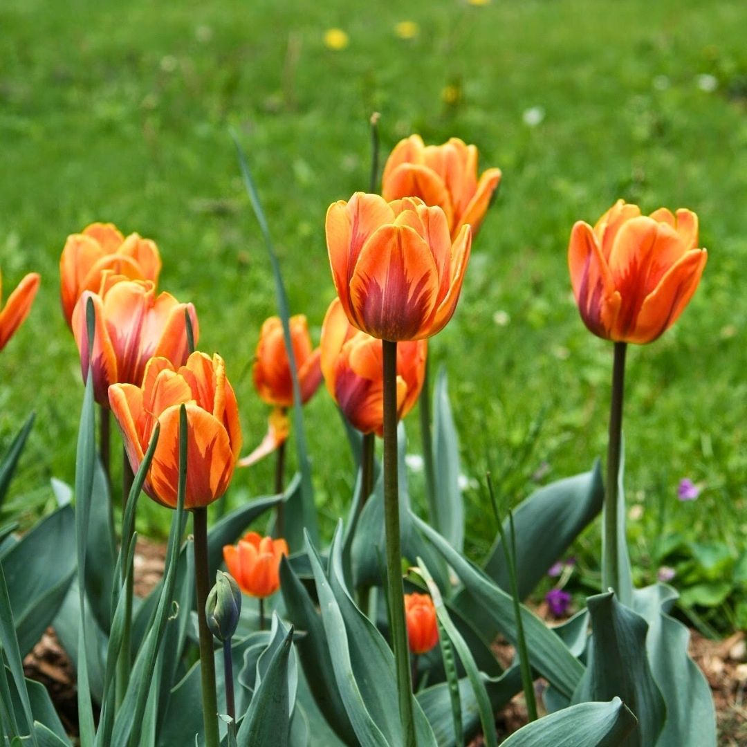 Prenses İrene Triumph Lale Soğanı Turuncu Ebruli – Tulipa