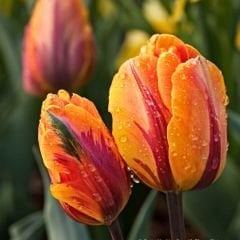 Prenses İrene Triumph Lale Soğanı Turuncu Ebruli – Tulipa