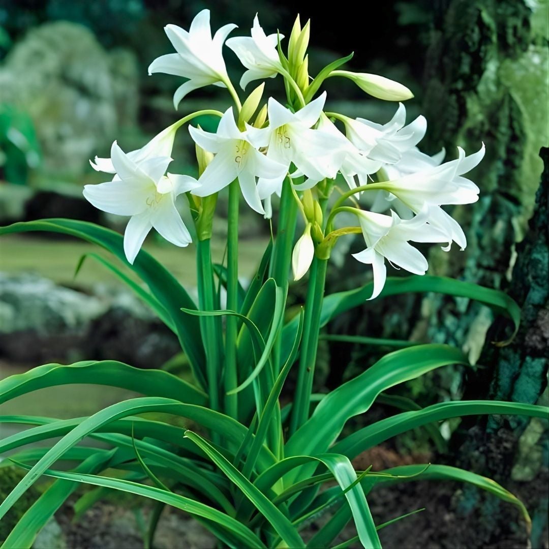 Crinum Powellii Albun Soğanı - Krinum Dev Zambak - Beyaz