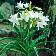 Crinum Powellii Albun Soğanı - Krinum Dev Zambak - Beyaz