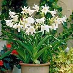 Crinum Powellii Albun Soğanı - Krinum Dev Zambak - Beyaz