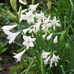 Crinum Powellii Albun Soğanı - Krinum Dev Zambak - Beyaz