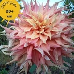 Penhill Watermelon Dev Dahlia Yıldız Çiçeği Kök - Dalya - Patates Çiçeği  - Dekoratif Pembe