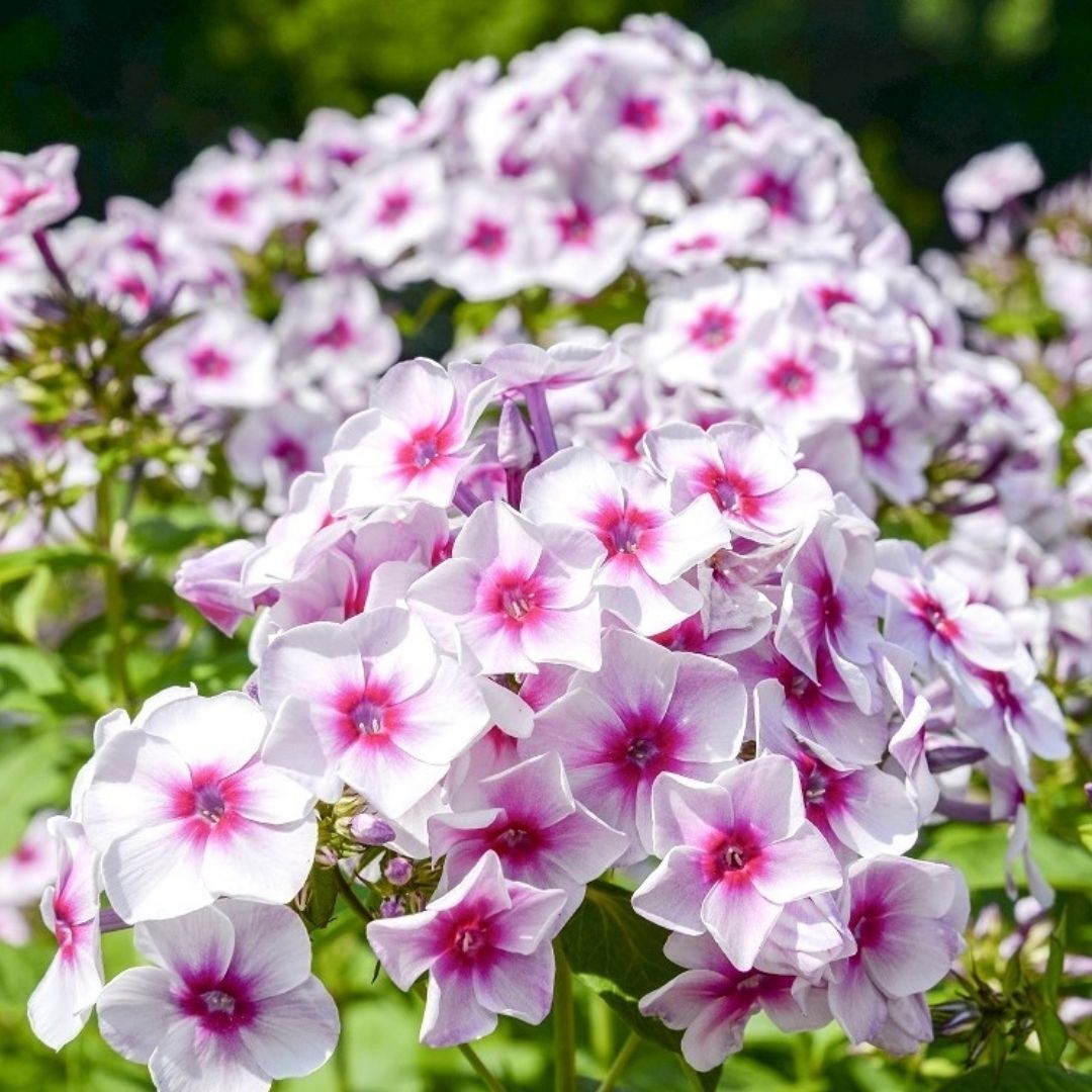 Phlox Europe Paniculata Kök Alev Çiçeği / Alev Flox - Beyaz