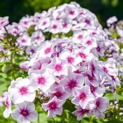 Phlox Europe Paniculata Kök Alev Çiçeği / Alev Flox - Beyaz