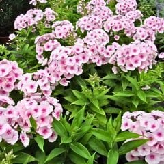 Phlox Europe Paniculata Kök Alev Çiçeği / Alev Flox - Beyaz
