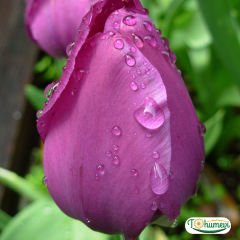 Miranda Lale Soğanı – Tulipa 10 adet