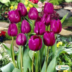 Miranda Lale Soğanı – Tulipa 10 adet