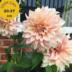 Cafe au Lait Dev Dahlia Yıldız Çiçeği Kök - Dalya - Patates Çiçeği  - Somon