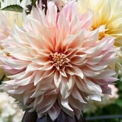 Cafe au Lait Dev Dahlia Yıldız Çiçeği Kök - Dalya - Patates Çiçeği  - Somon