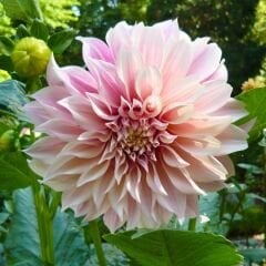 Cafe au Lait Dev Dahlia Yıldız Çiçeği Kök - Dalya - Patates Çiçeği  - Somon