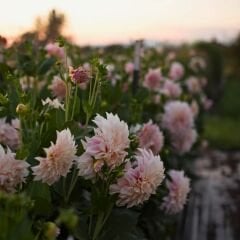 Cafe au Lait Dev Dahlia Yıldız Çiçeği Kök - Dalya - Patates Çiçeği  - Somon