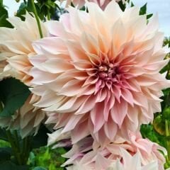 Cafe au Lait Dev Dahlia Yıldız Çiçeği Kök - Dalya - Patates Çiçeği  - Somon