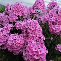 Phlox Miss Pepper Paniculata Kök - Alev Çiçeği / Alev Flox - Pembe