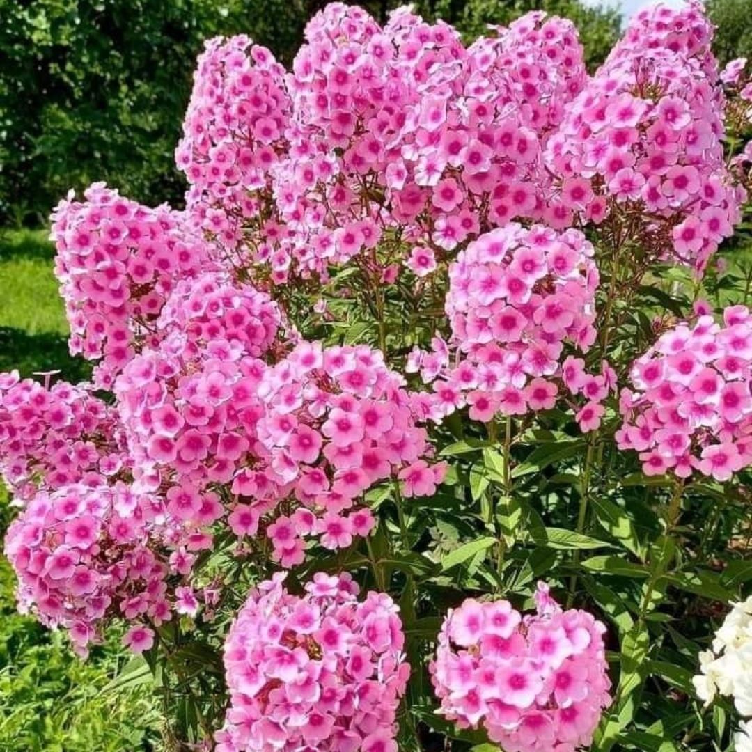 Phlox Miss Pepper Paniculata Kök - Alev Çiçeği / Alev Flox - Pembe