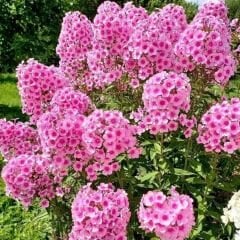 Phlox Miss Pepper Paniculata Kök - Alev Çiçeği / Alev Flox - Pembe