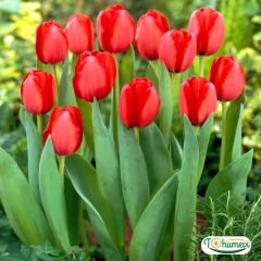 İce de France Lale Soğanı – Tulipa