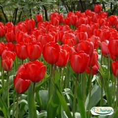 İce de France Lale Soğanı – Tulipa