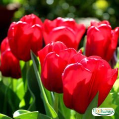 İce de France Lale Soğanı – Tulipa