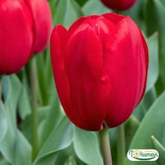 İce de France Lale Soğanı – Tulipa