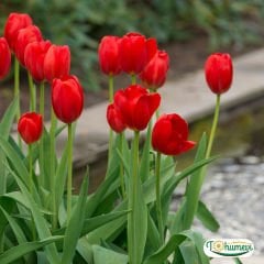 İce de France Lale Soğanı – Tulipa