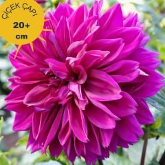 Cornwall İsland Dev Dahlia Yıldız Çiçeği Kök - Dalya - Patates Çiçeği  - Neon Fuşya