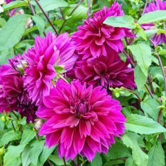 Cornwall İsland Dev Dahlia Yıldız Çiçeği Kök - Dalya - Patates Çiçeği  - Neon Fuşya