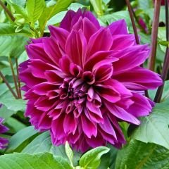 Cornwall İsland Dev Dahlia Yıldız Çiçeği Kök - Dalya - Patates Çiçeği  - Neon Fuşya