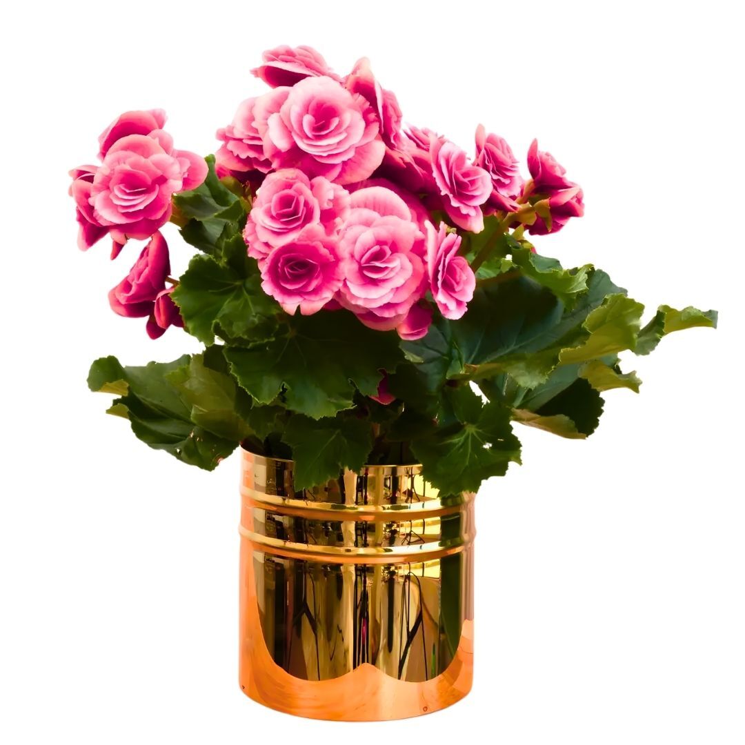 Begonia  Camilia Pink Double Soğanı - Gül begonya Çiçeği Katlı - Pembe Ebruli