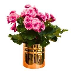 Begonia  Camilia Pink Double Soğanı - Gül begonya Çiçeği Katlı - Pembe Ebruli