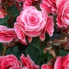 Begonia  Camilia Pink Double Soğanı - Gül begonya Çiçeği Katlı - Pembe Ebruli