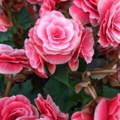 Begonia  Camilia Pink Double Soğanı - Gül begonya Çiçeği Katlı - Pembe Ebruli