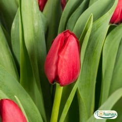 Pallada Lale Soğanı – Tulipa